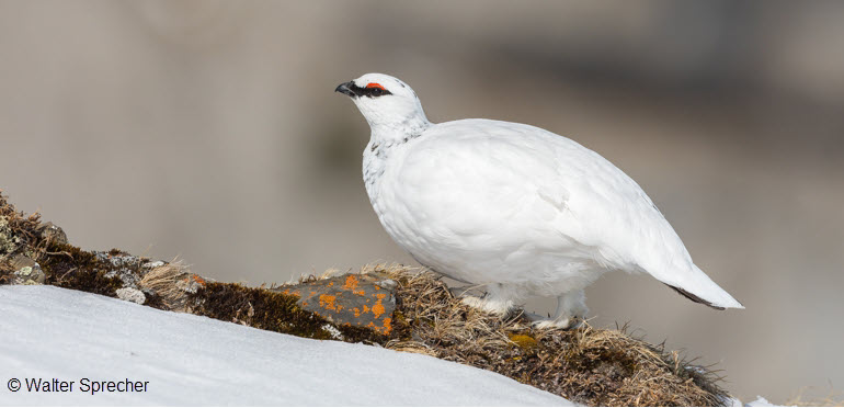 Alpenschneehuhn