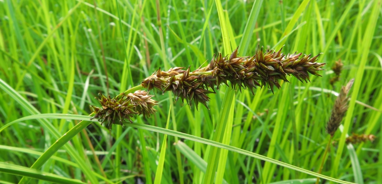 Fuchs-Segge - Carex vulpina Carex vulpina