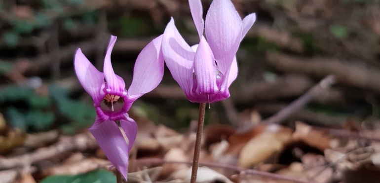 Europäisches Alpenveilchen - Cyclamen purpurascens Cyclamen purpurascens im Jonental