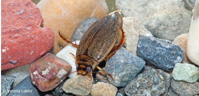 Punktierter Tauchschwimmer - Rhantus suturalis Punktierter Tauchschwimmer - Rhantus suturalis