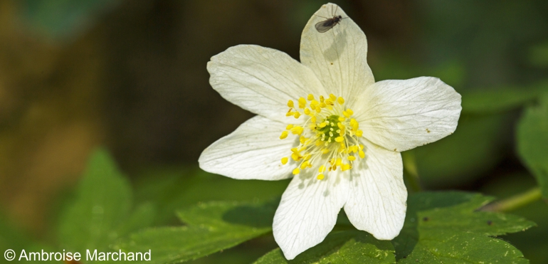 Anemone nemorosa_Ambroise Marchand_XS