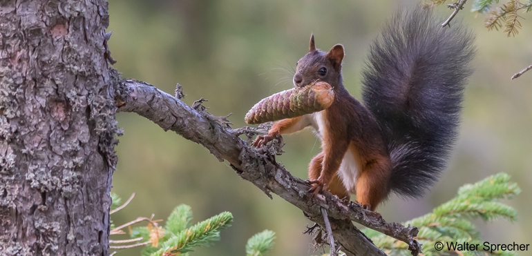 Eichhörnchen_Walter Sprecher_XS