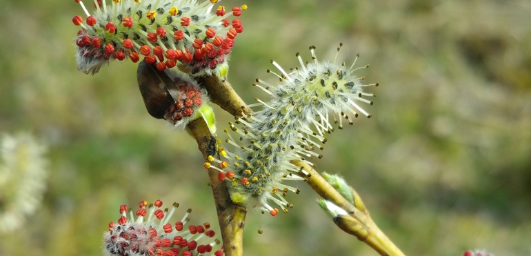 Salix purpurea_männliche Kätzchen_Josef Fischer_2017_0321_XS
