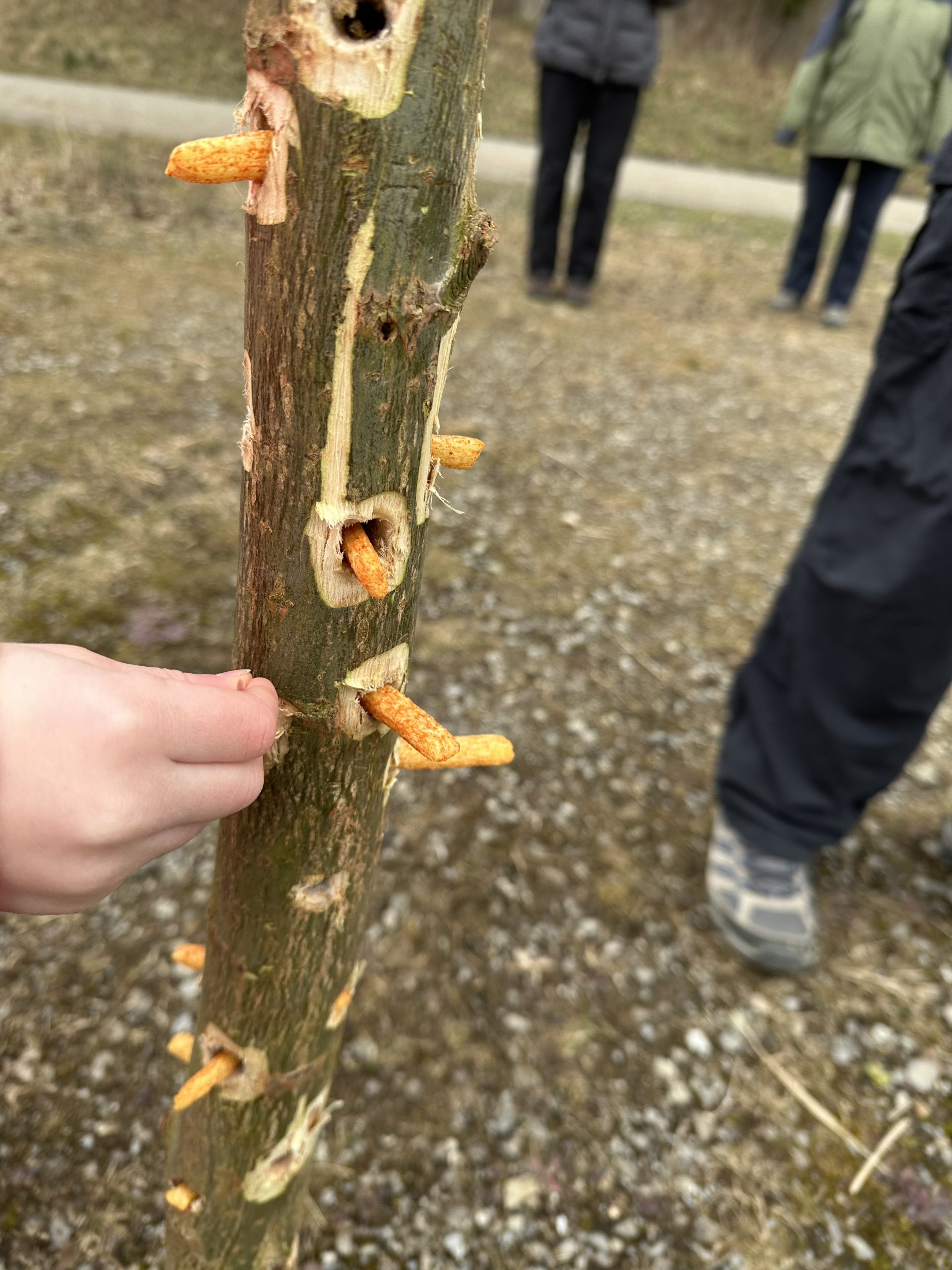 2025-03-01_Specht-Baum_Kinder picken mit Zahnstocher Flips aus den Löchern_2_Spurensuche_Rottenschwil