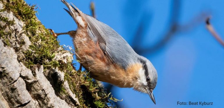 Web_Ornithologischer Grundkurs_Beat Kyburz_Red