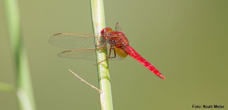 Feuerlibelle_Noah Meier_770x371px