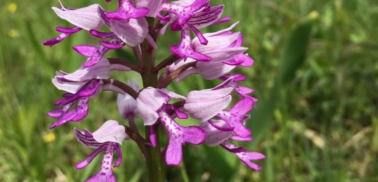 Helm-Knabenkraut_Sarah Wettstein_770x371px