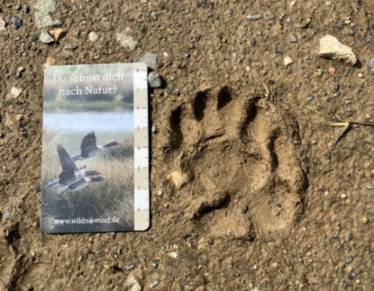 Junior Ranger Spuren_s