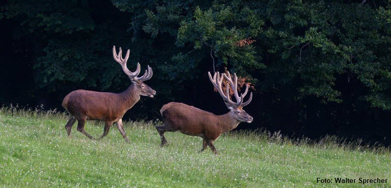 Rothirsche_Walter Sprecher_770x371px