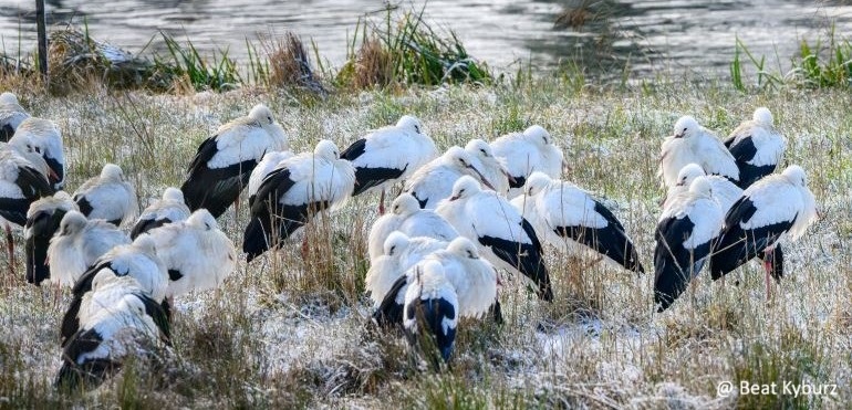 Weissstörche am Flachsee